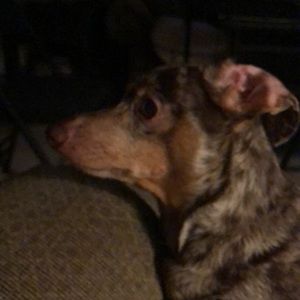 Meet your Posher, Alison